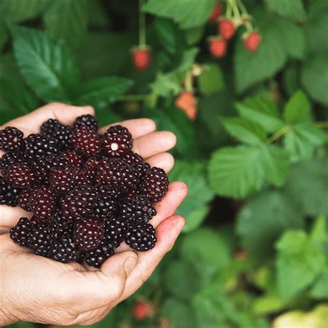 Arapaho Thornless Blackberry Bush Just Berry Plants