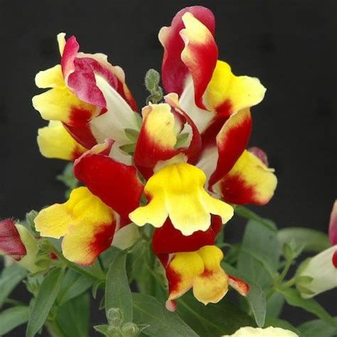 Antirrhinum Majus Cv Snapdragon Snappy Red Yellow Seeds X Ole