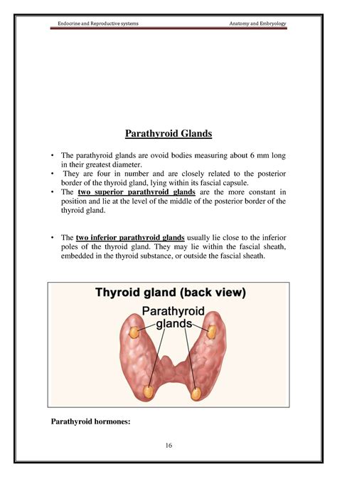 Erd Anatomy Parathyroid Glands Endocrine And Reproductive Systems Anatomy And Embryology 16