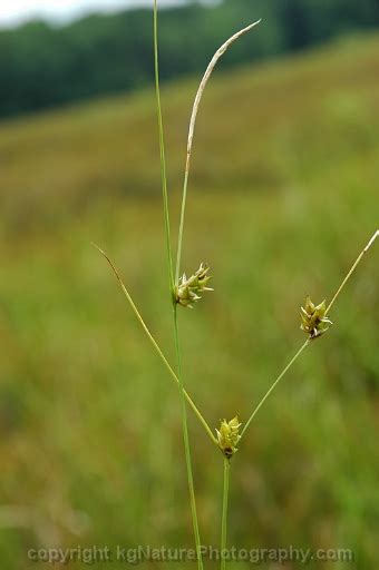 Photos And Characteristics Of Carex Oligosperma Fewseed Sedge