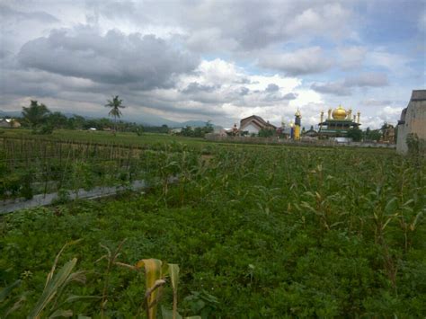 Dijual Tanah Cocok Buat Perumahan Perkebunan IDRumah