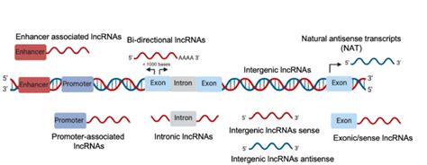 Schematic Representation Of Long Noncoding Lnc Rna Biogenesis