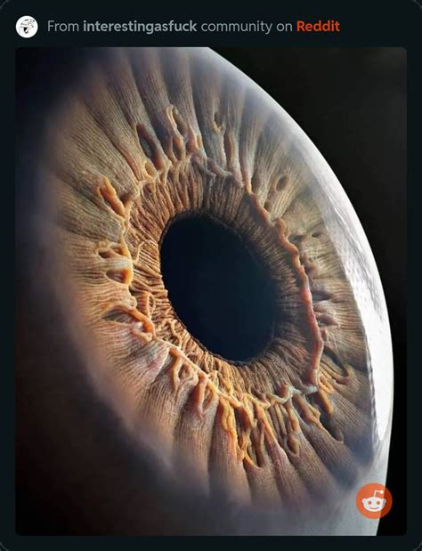 Human eye under magnification : r/oddlyterrifying