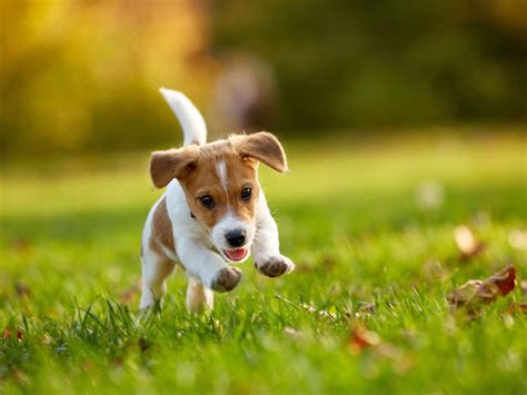 Consejos Clave Para Escoger El Alimento M S Adecuado Para Tu Mascota