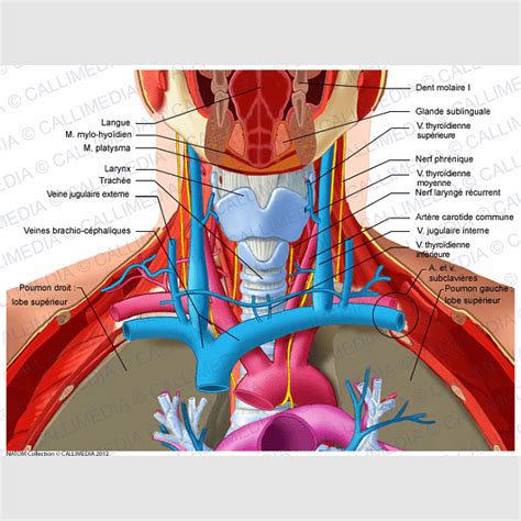 Internal Jugular Vein Vs Carotid Artery