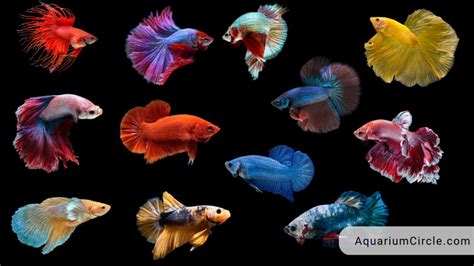 Betta Fish Types Types Of Betta Fish So Far