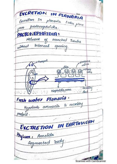 Excretion In Planaria And Excretion In Earthworm Note Writing