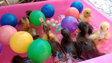 Menangkap Ayam Lucu Ayam Warna Warni Anak Ayam Ayam Rainbow Bebek