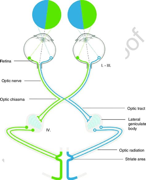 Optic Nerve Pathway