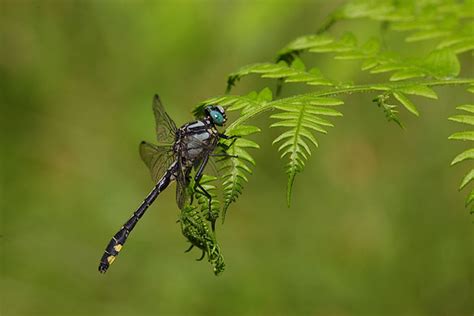 Gomphus Vulgatissimus Erland Refling Nielsen Flickr