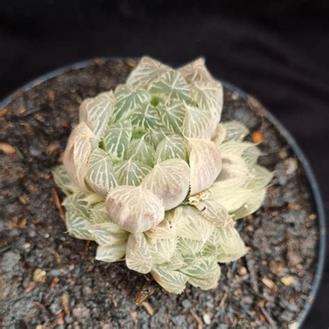 Haworthia Silver Swirl Esta O Suculentas