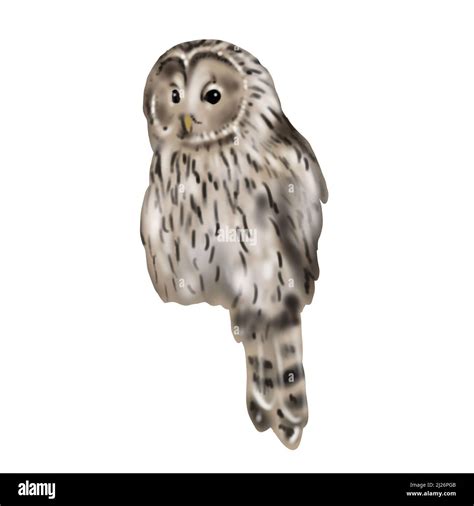 Watercolor Illustration Of A Sitting Owl Realistic Tawny Owl Brown