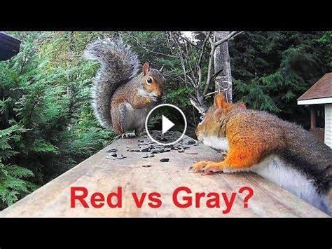 Red Squirrel vs. Gray Squirrel