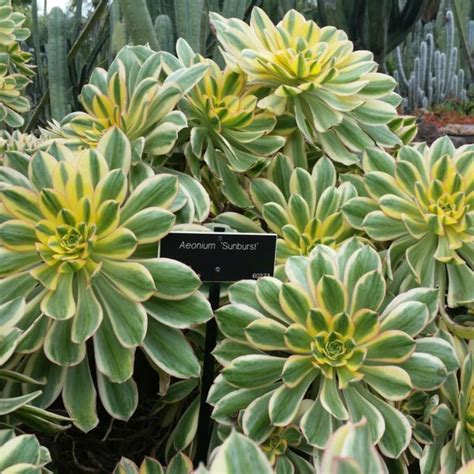 Aeonium Sunburst Mid Valley Trees