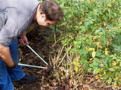 Rose Pruning A Pictorial Guide Gardening In The Panhandle