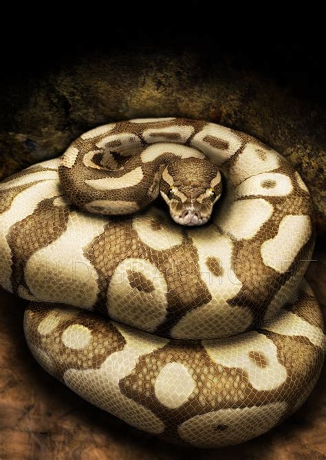 realistic python 1