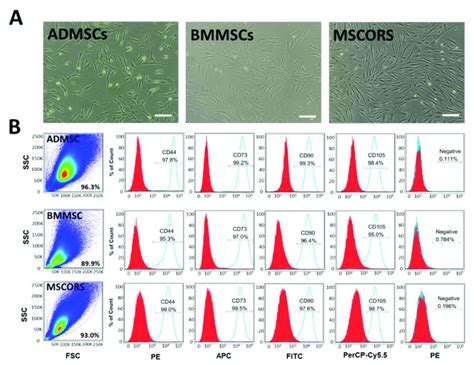 Phenotypic Characterization And Marker Expression Of Adipose Download Scientific Diagram