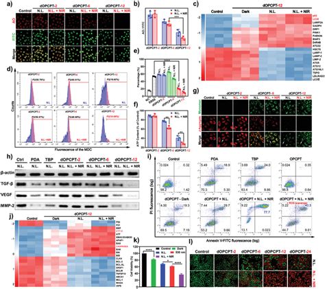 Lysosomal Rupture Autophagy Inhibition And Mitochondria Damage By