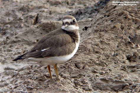 Marburger Vogelwelt De Sandregenpfeifer Charadrius Hiaticula Ringed