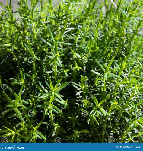 Foliage Of Myrtle Myrtus Tree Stock Photo Image Of Houseplant Flora