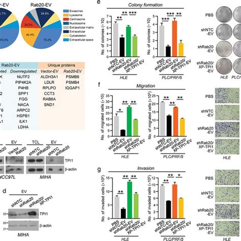 Identification Of TPI1 In EV Regulated By Intracellular Rab20