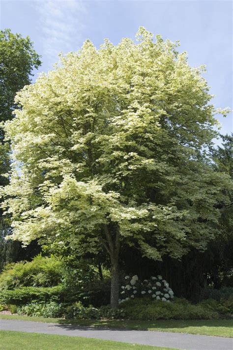 Spitzahorn Drummondii Dein Garten ökologisch And Pflegeleicht