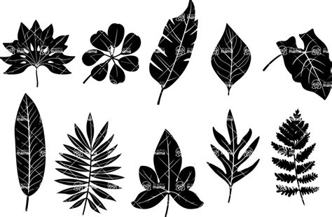 Vector Silhouettes Mega Bundle 1000 Graphics Tropical Leaf