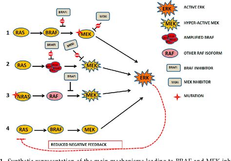 Figure 1 from Biological Rationale for Targeting MEK/ERK Pathways in ... 