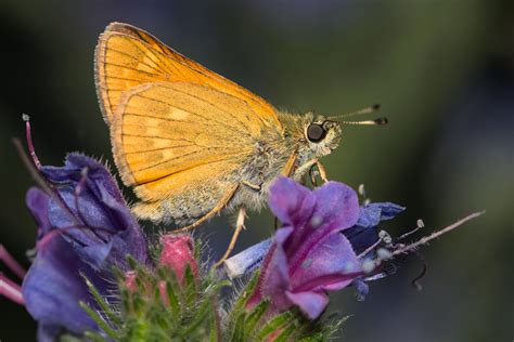 European Skipper Butterfly (nature Photography, Macro Photography