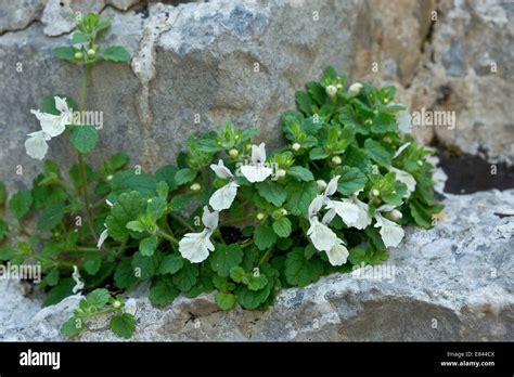 Corsica Sardinia Hi Res Stock Photography And Images Alamy