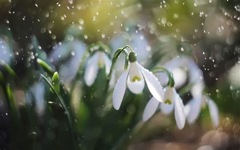 Snowdrops Wallpapers - Top Free Snowdrops Backgrounds - WallpaperAccess