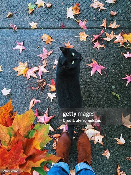 257 Black Cat Fall Leaves Stock Photos, High-Res Pictures, and Images ...