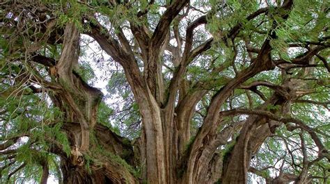 Cómo saber la edad de un árbol