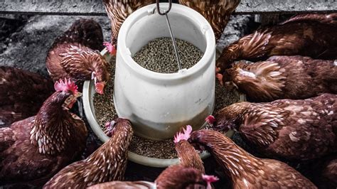 Whole Grain Chicken Feed Pet Food Guide