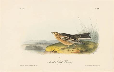 Audubon Octavo Pl 487 Smith S Lark Bunting By Oppenheimer Editions