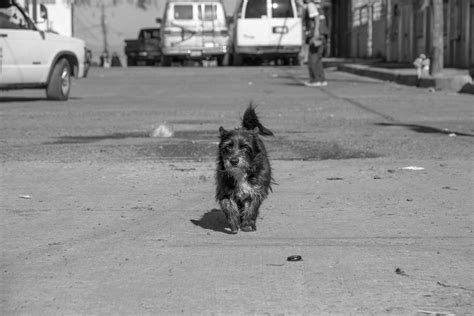 A dog walks towards the camera on a street. photo – Free Car Image on