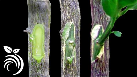 Grafting Citrus Trees Bud Grafting Successfully Youtube