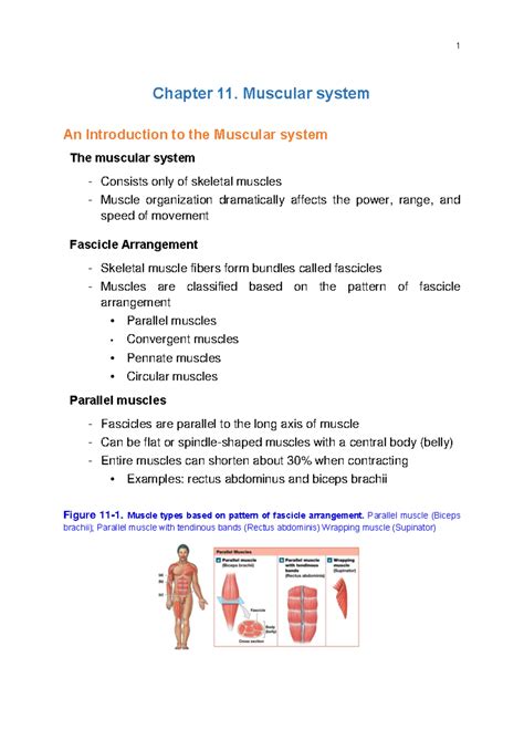 Chapter 11 Muscular System 2023 11 20 Chapter 11 Muscular System An Introduction To The