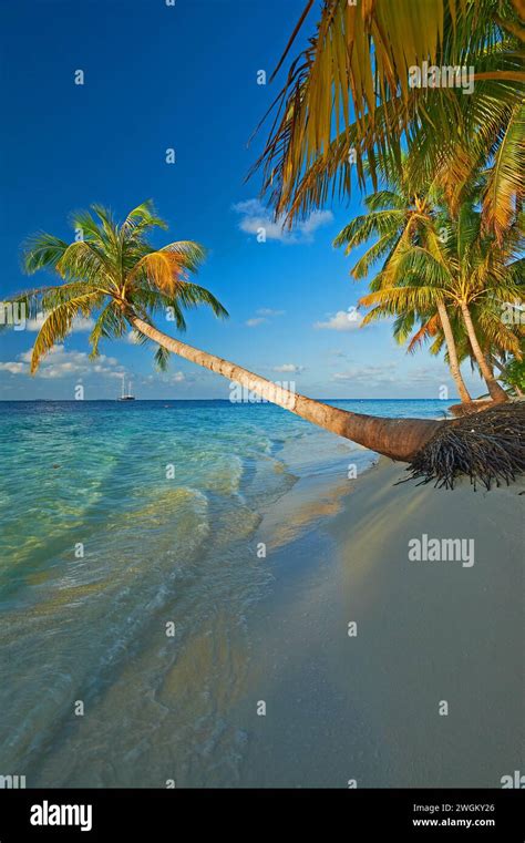 Vilamendhoo Maldives A Tropical Island In The Indian Ocean With Palm