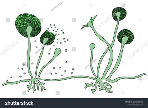 Structure Physiology Fungi Anatomy Mold Diagram Stock 48 OFF