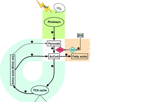 Regulation Of Metabolic Pathways Related To Energy Carbon Capture And