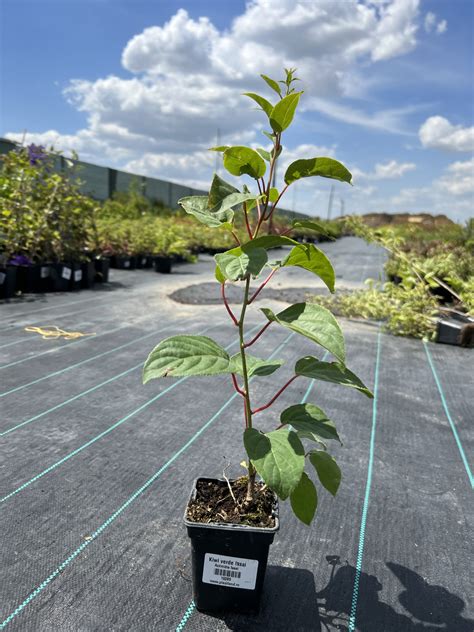 Kiwi Issai Autofertil Actinidia Arguta Cm La Ghiveci L