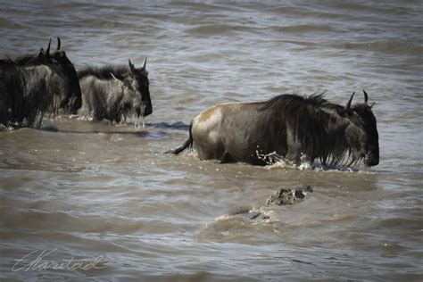 Elsen Karstad S Pic A Day Kenya Wildebeest And Crocodile Mara River