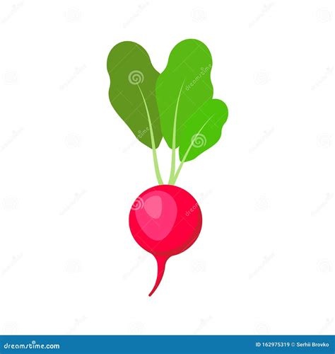 Radish Isolated On White Background Vector Sketch Cartoondealer