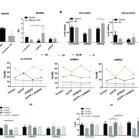 Retinoic Acid Induced Differentiation And Cell Cycle In Nb Cells