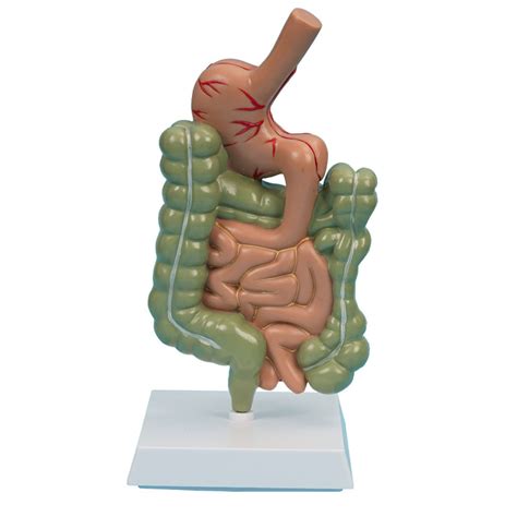 Large Intestine Anatomy Model