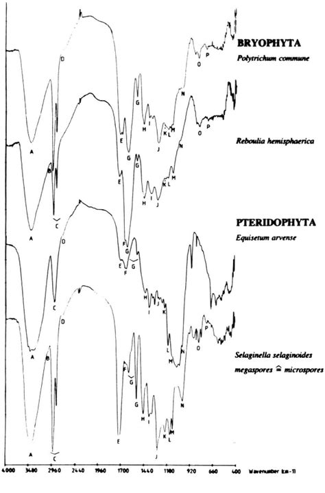 Figure 2 From Comparative FTIR And 13C CP MAS NMR Spectroscopic