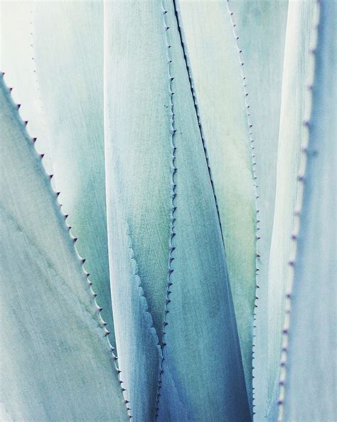 Blue Agave Agave Tequilana Agave Azul Live Plant Agave - Etsy in 2022 | Light blue aesthetic ...