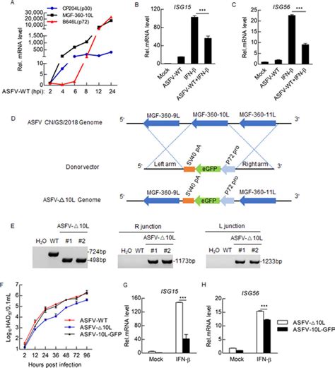 Asfv Mgf L Negatively Regulates Ifn Triggered Stat