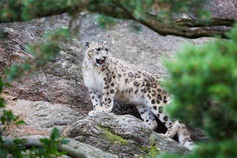 Snow Leopard Day 23rd October Days Of The Year